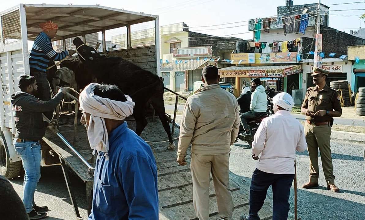 Traffic department and NAPA caught free cattle