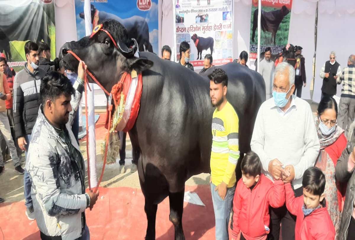 Rustom of 15 crores and Modi Bull of 10 crores reached the exhibition of Nauni University himachal