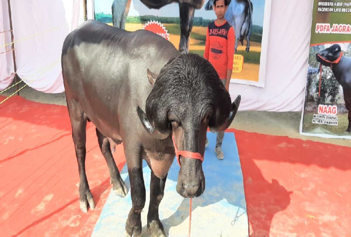 Rustom of 15 crores and Modi Bull of 10 crores reached the exhibition of Nauni University himachal