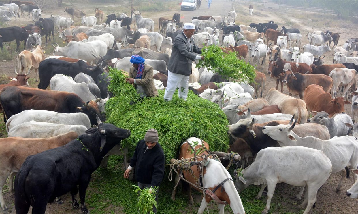 Najmuddin is writing a new script by serving cows