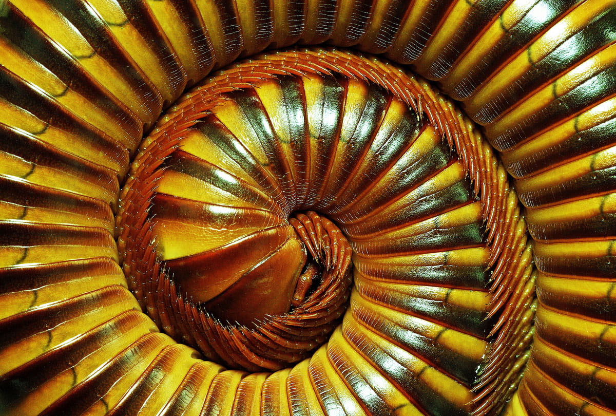 Earth's First True Millipede Species Discovered A Creature With 1306 Legs
