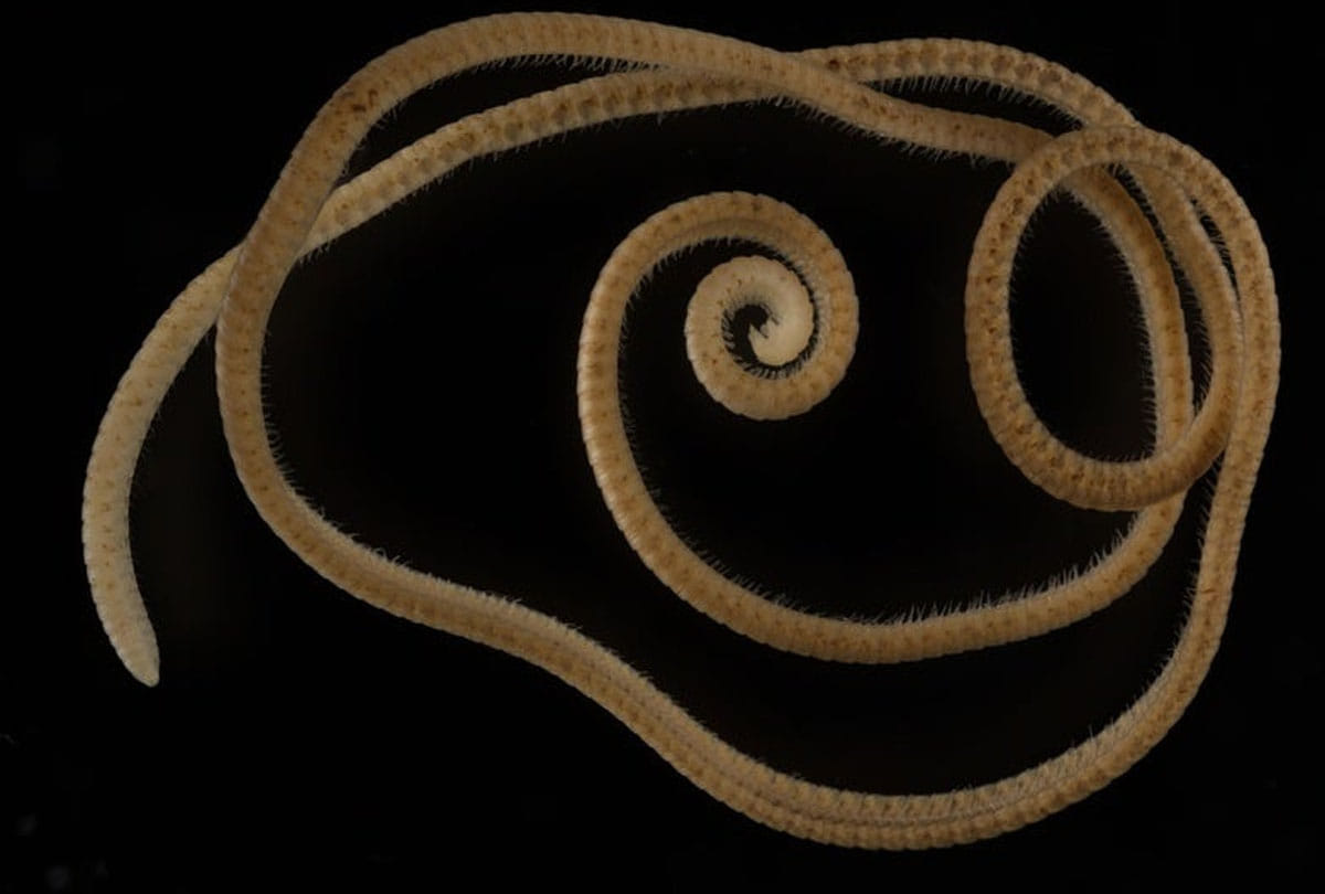 Earth's First True Millipede Species Discovered A Creature With 1306 Legs