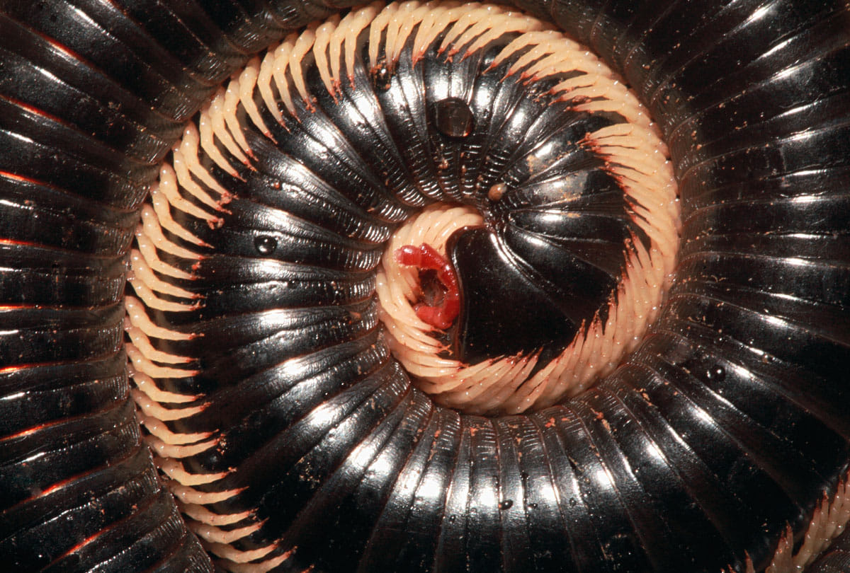 Earth's First True Millipede Species Discovered A Creature With 1306 Legs