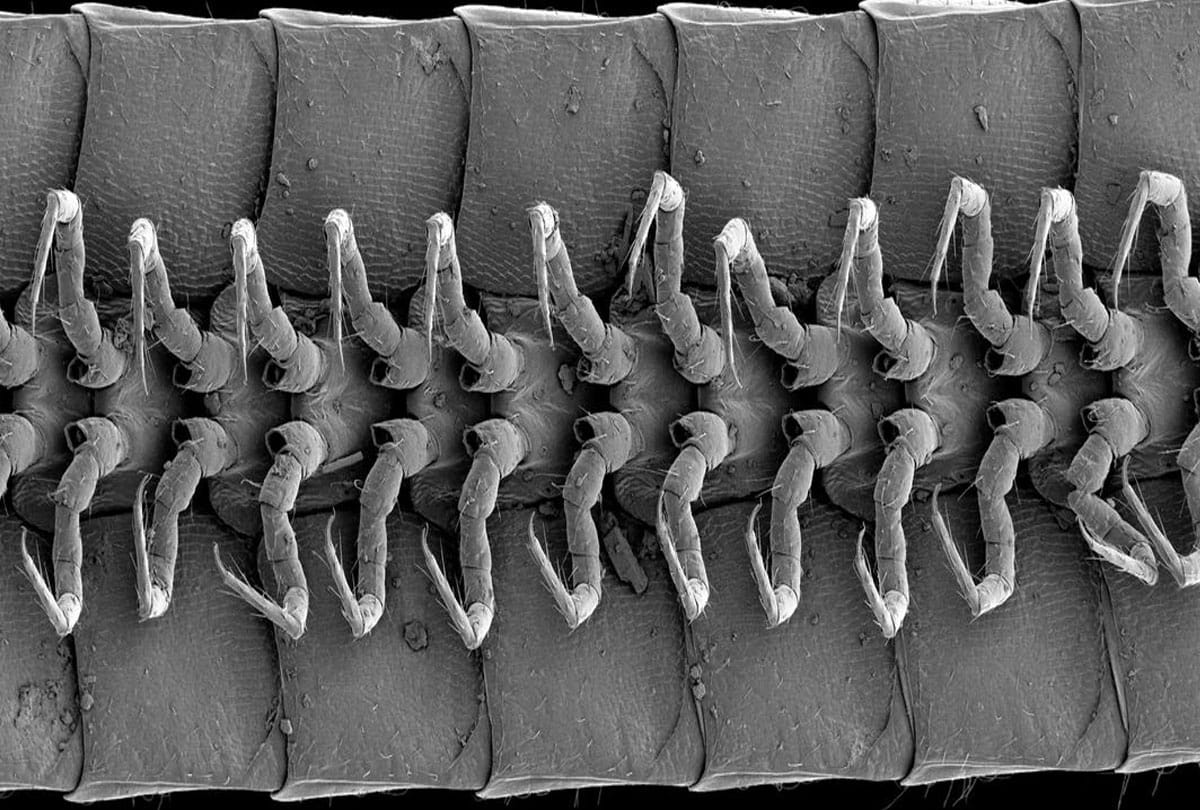 Earth's First True Millipede Species Discovered A Creature With 1306 Legs