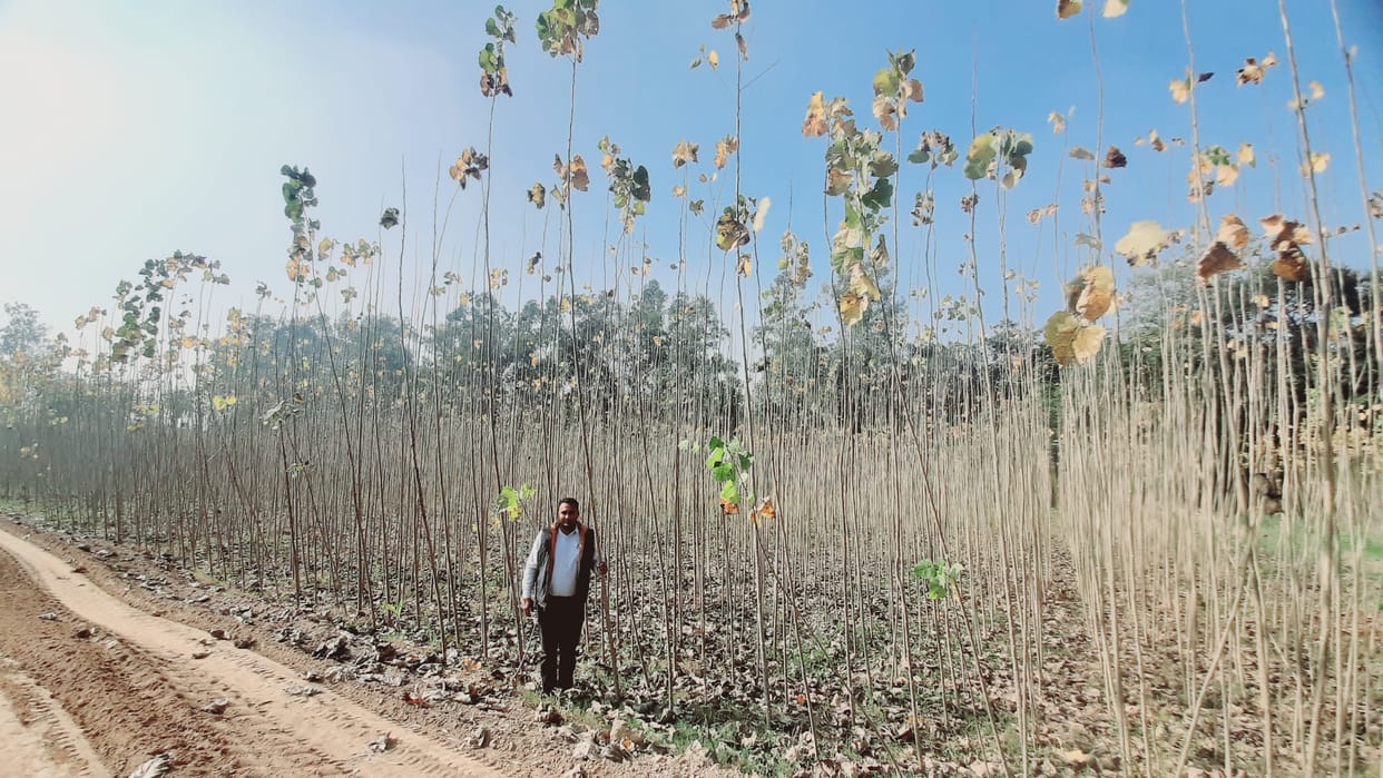 Farmers will get popular saplings for Rs 12, Yamunanagar