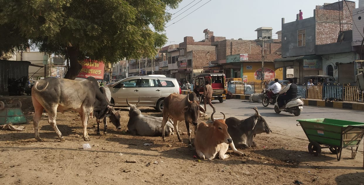 Cause of trouble for the unclaimed animal administration in the city