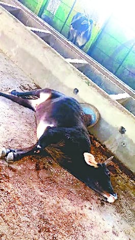 Eight cows die of hunger and cold in Kanha Upvan, video also goes viral