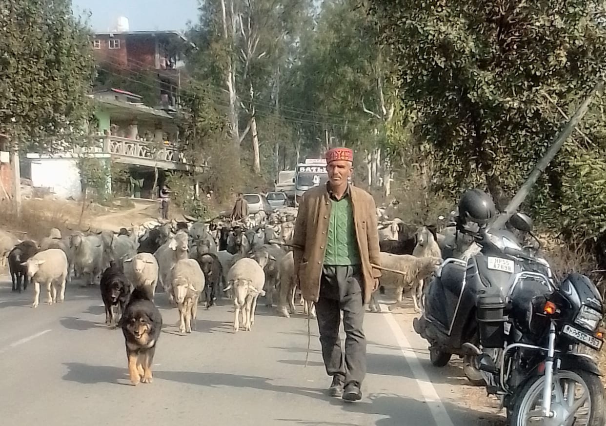 Sheepkeepers moved from mountains to plains