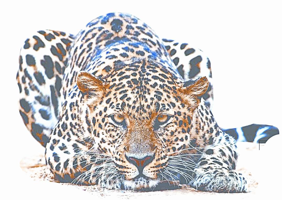 Leopard hunted four goats