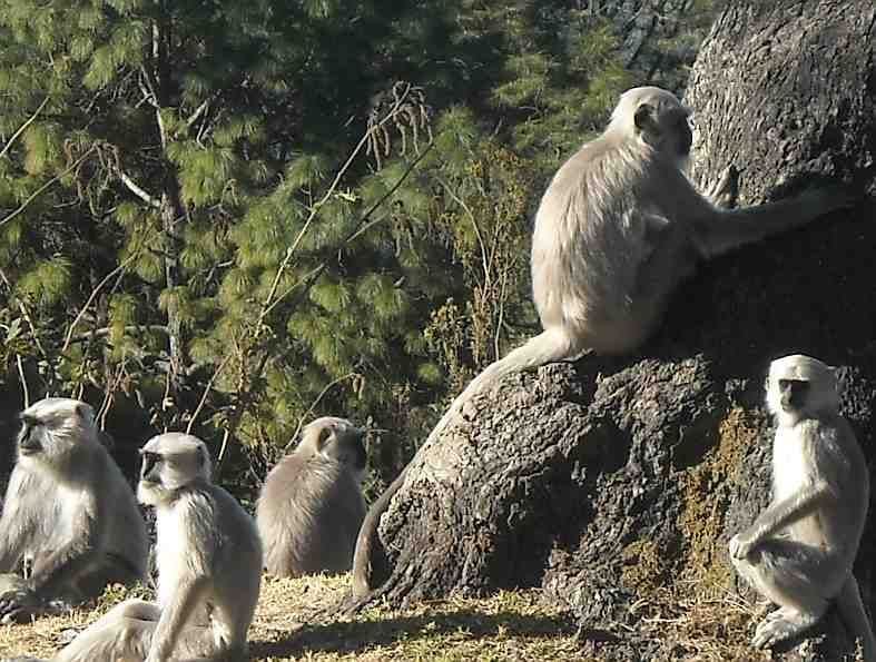 Apes New Challenge For Ranikhet People