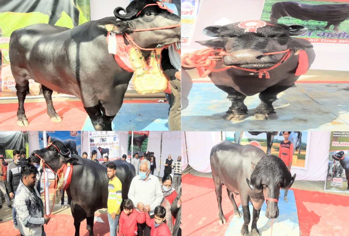 Rustom of 15 crores and Modi Bull of 10 crores reached the exhibition of Nauni University himachal