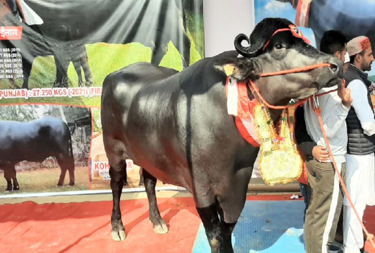 Rustom of 15 crores and Modi Bull of 10 crores reached the exhibition of Nauni University himachal