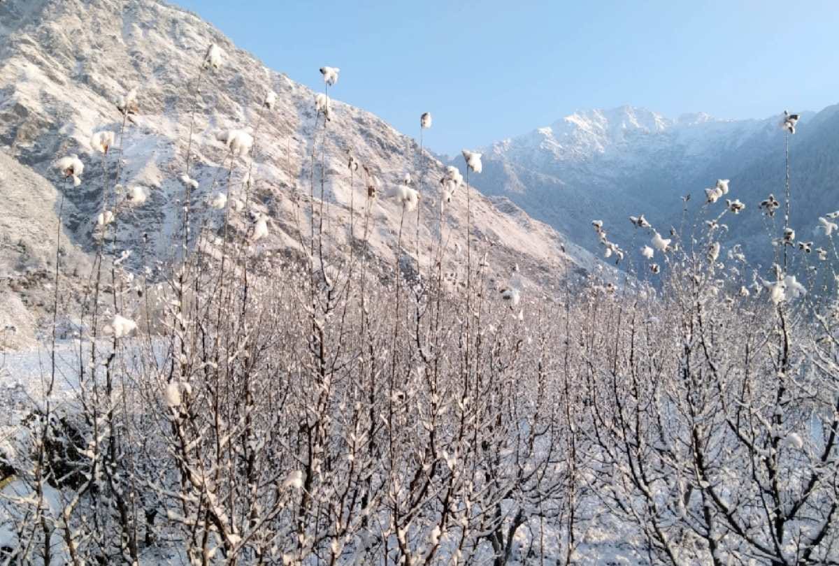 Before Christmas tourists flocked to Manali jibhi to see the snow capped valleys, Jalori Pass also packed, see photos