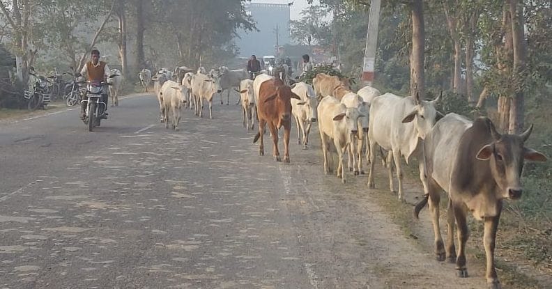 Animals roaming on the road will be sent to the cowshed