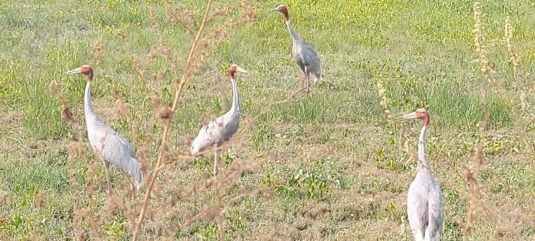 Cranes again seen after 20 years in Ghisukheda