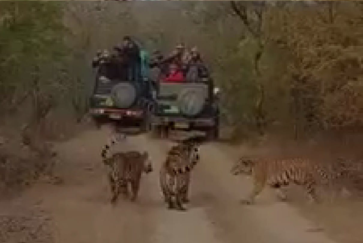 Madhya Pradesh: Tourists sighted three tigers together in Panna Tiger Reserve, kept stuttering in the middle