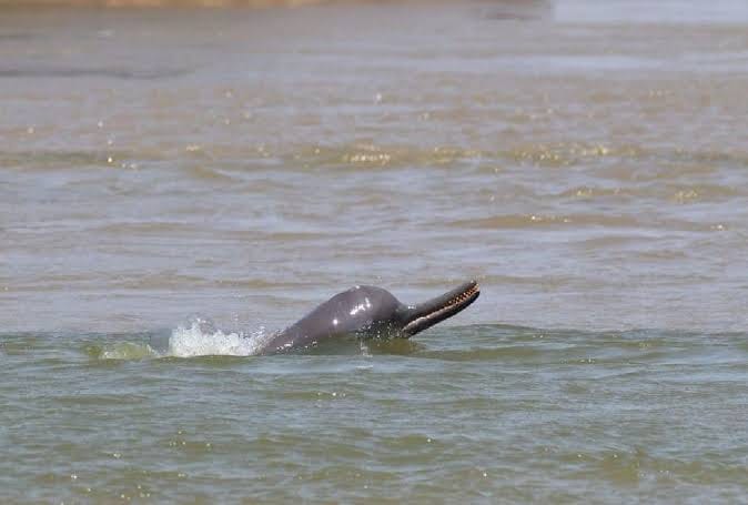 dolfin
