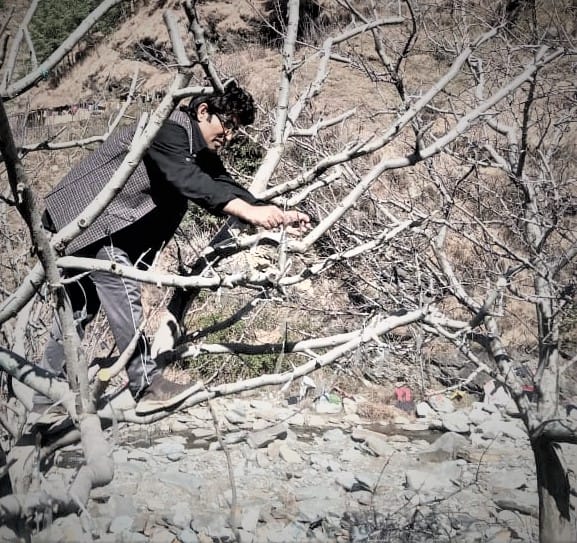 cutting and pruning started in apple belt shimla