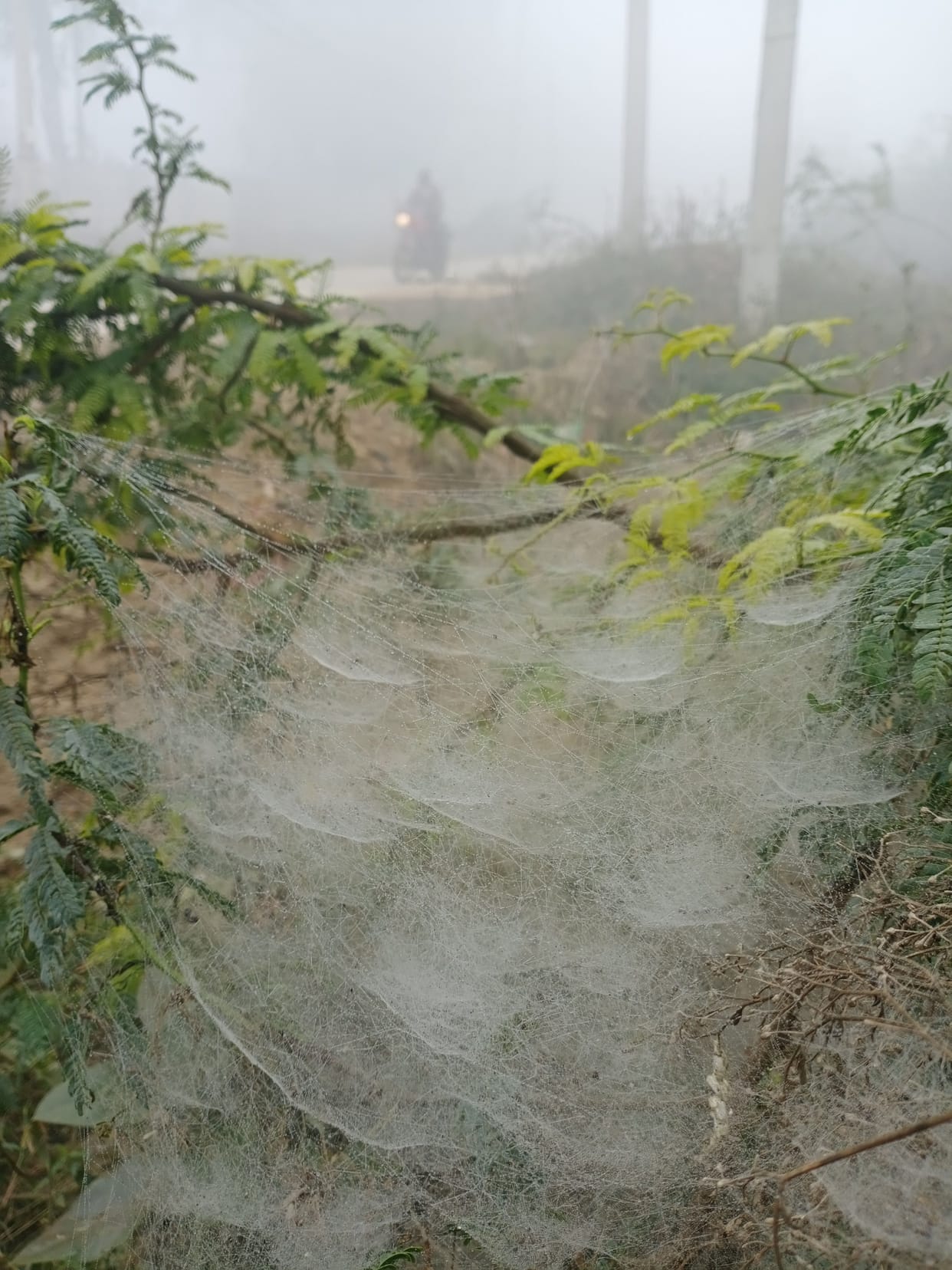 Severe cold: Night temperature was 5.5 degrees, fog is disturbing