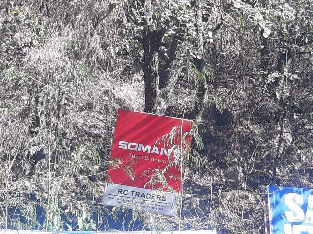 Hanging hoardings by putting nails on the trees, the trees are drying up