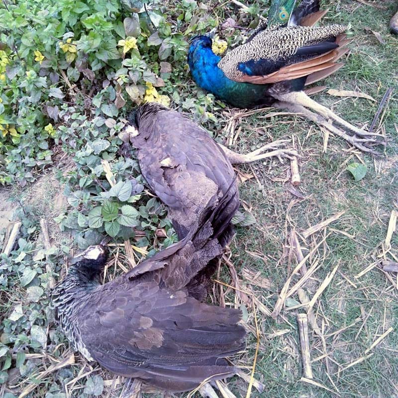 Three peacocks found dead and one injured in Banda