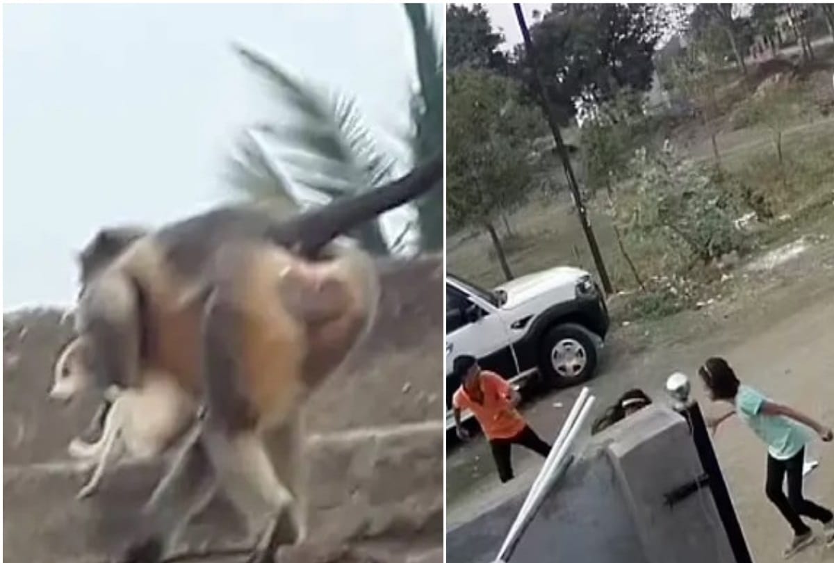 Dog Monkey fight Maharashtra Horrific incidents reported in Majalgaon and Lavul village in India Maharashtra, monkeys took revenge