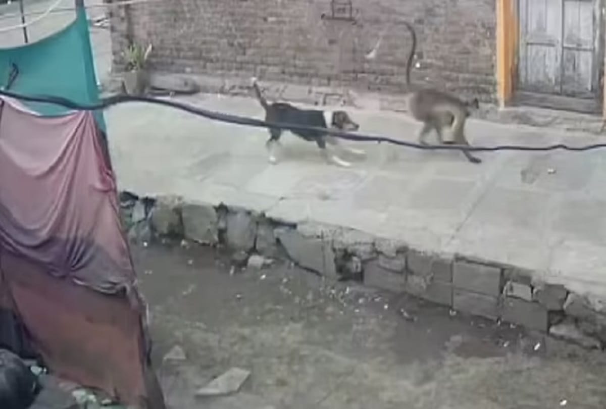 Dog Monkey fight Maharashtra Horrific incidents reported in Majalgaon and Lavul village in India Maharashtra, monkeys took revenge