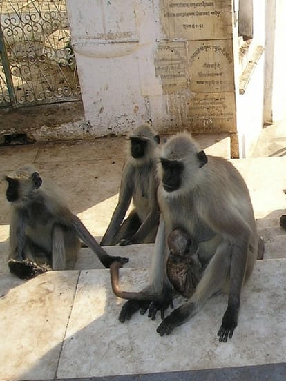dog vs monkey fight in maharashtra know the facts and real story behind gang war between monkeys and dogs