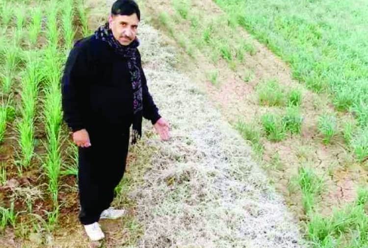 Cold Wave in Haryana: Temperature reached minus one degree Celsius in Rewari