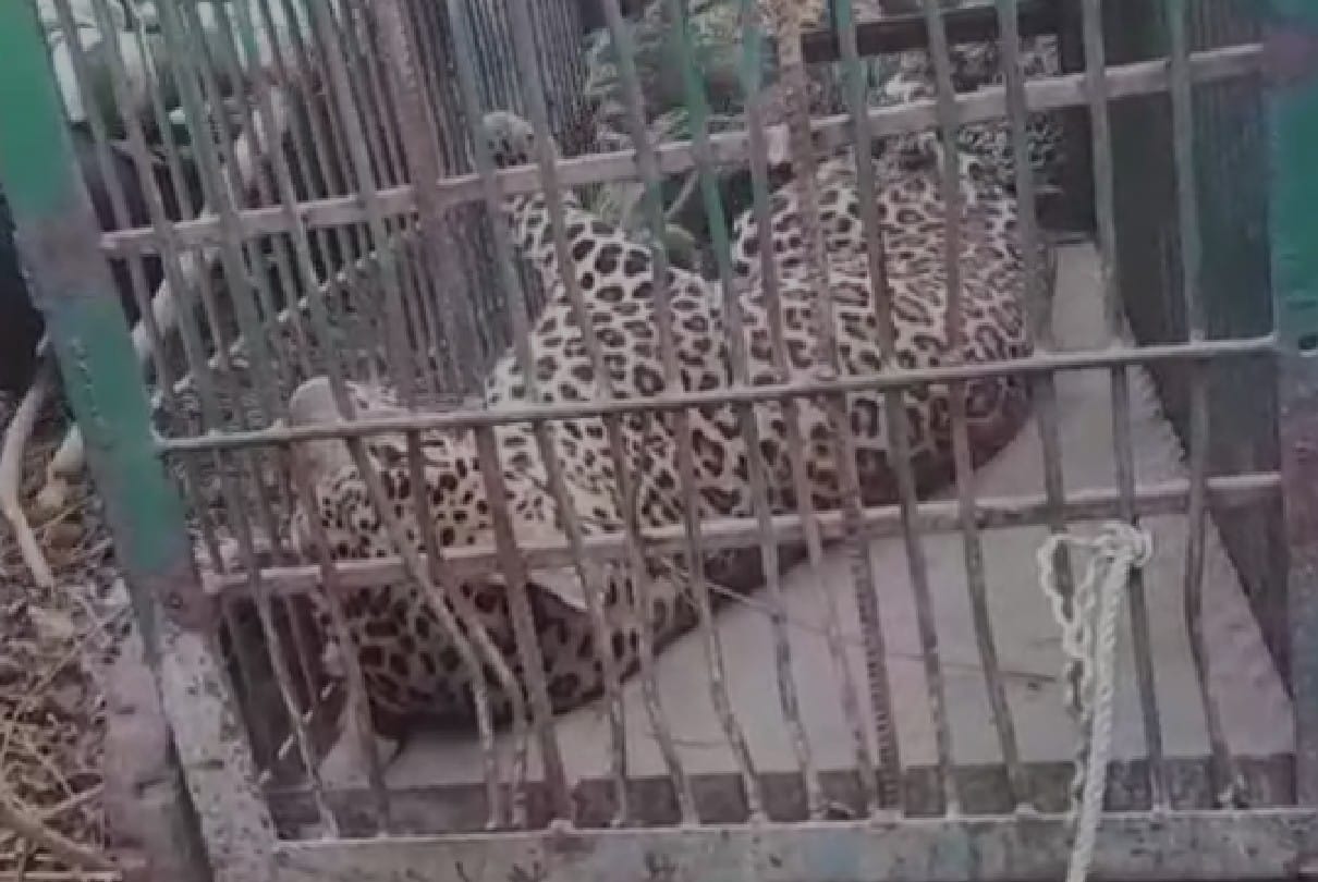 Gwalior: Injured female leopard found from Satau forest, brought to Gwalior zoo for treatment