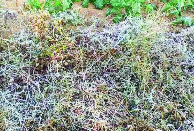 Cold Wave in Haryana: Temperature reached minus one degree Celsius in Rewari