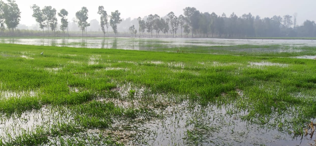 Shortly after releasing the water, Rajwaha canal was cut, crops submerged
