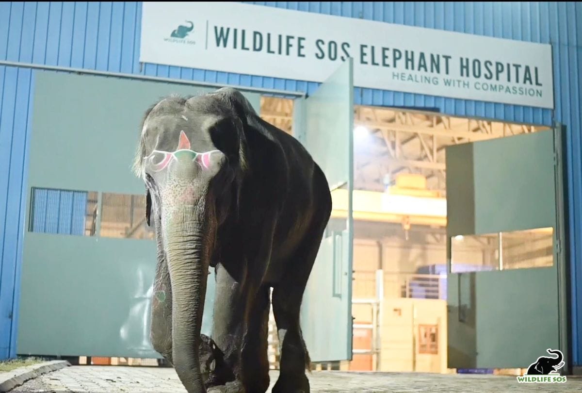 Blind elephant rescued and brought to Elephant Hospital for treatment in Agra