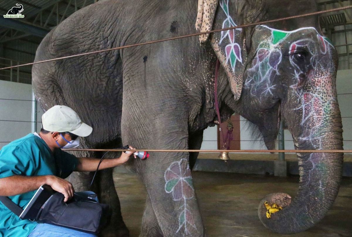 Blind elephant rescued and brought to Elephant Hospital for treatment in Agra