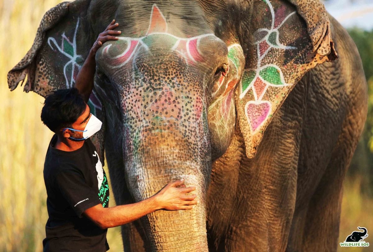 Blind elephant rescued and brought to Elephant Hospital for treatment in Agra