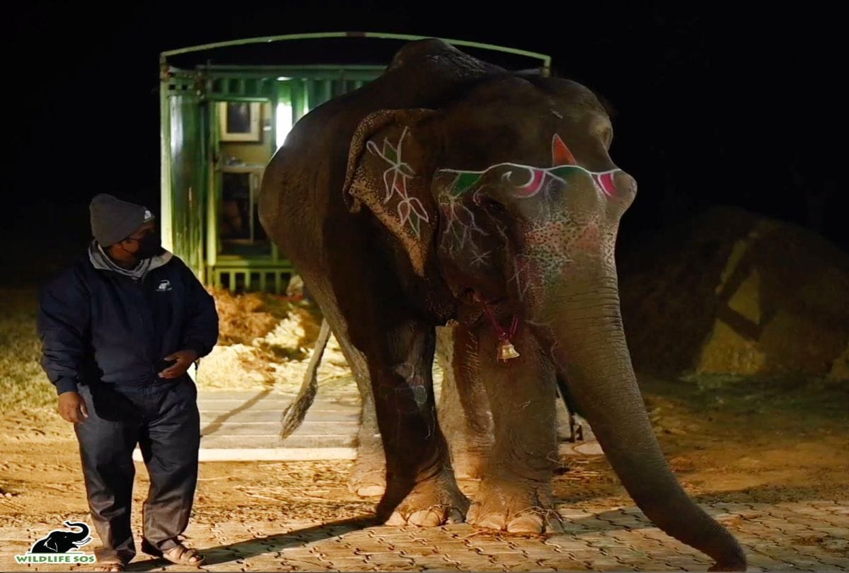 Blind elephant rescued and brought to Elephant Hospital for treatment in Agra