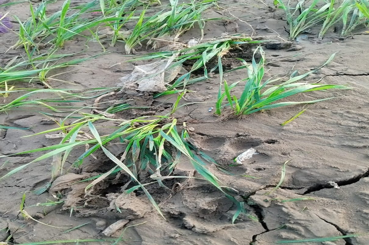 leopard footprints found in village in Kota