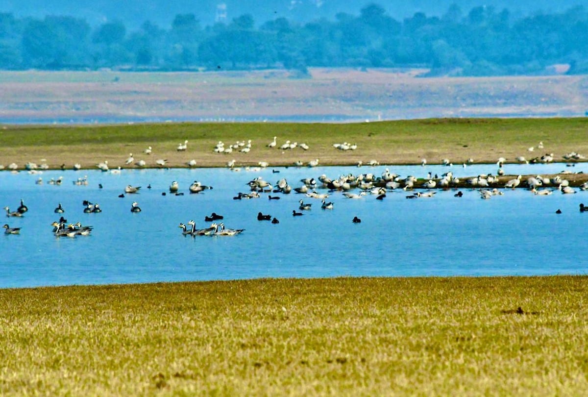 68 thousand migratory birds reached in pong dam himachal pradesh