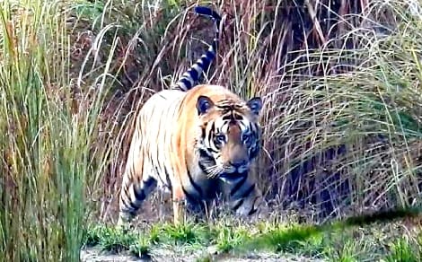 Dudhwa full for two days due to more sighting of tiger
