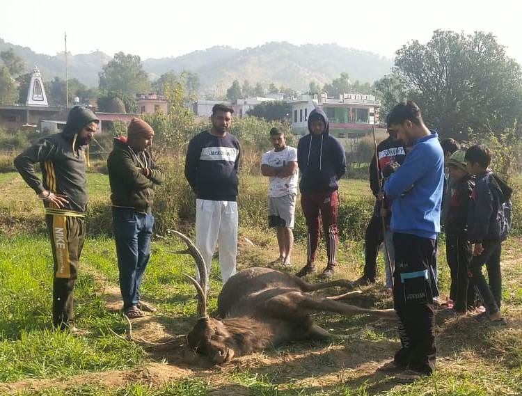 sambhar found dead in dukli village nagal