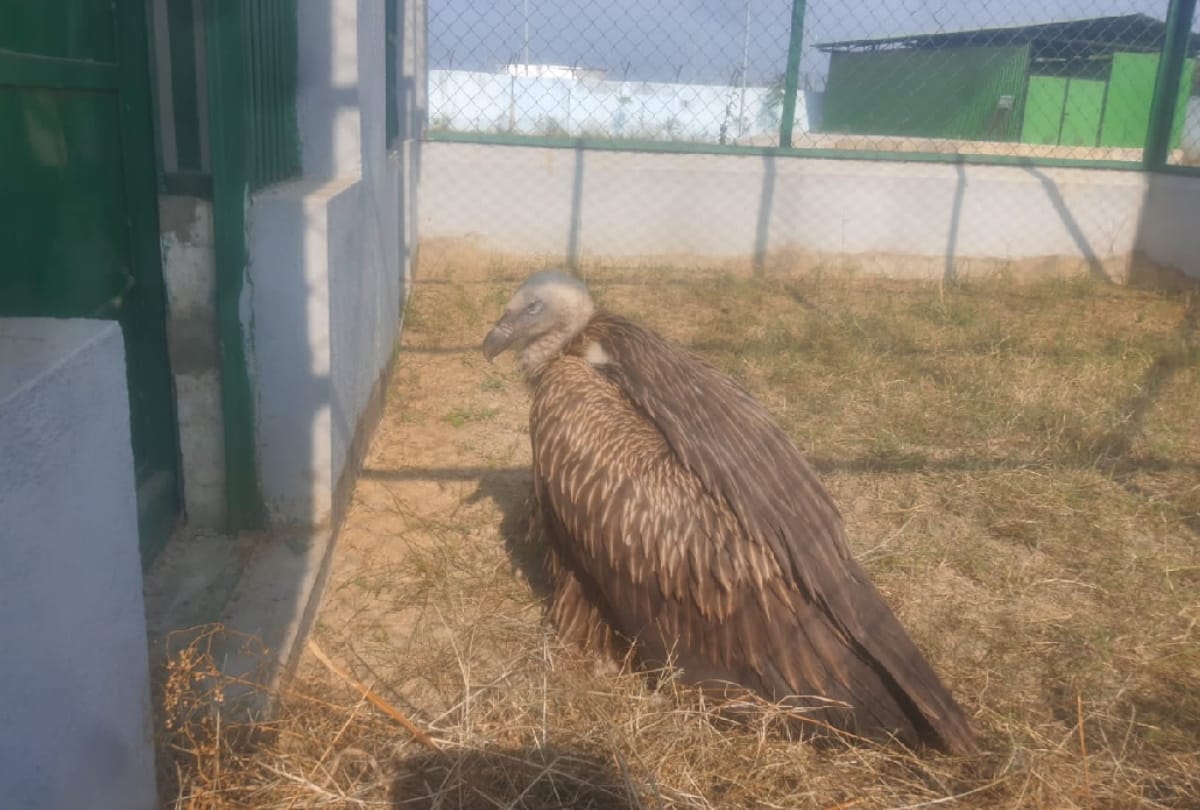 Injured white vulture of extinct species found in Tinconia forest division