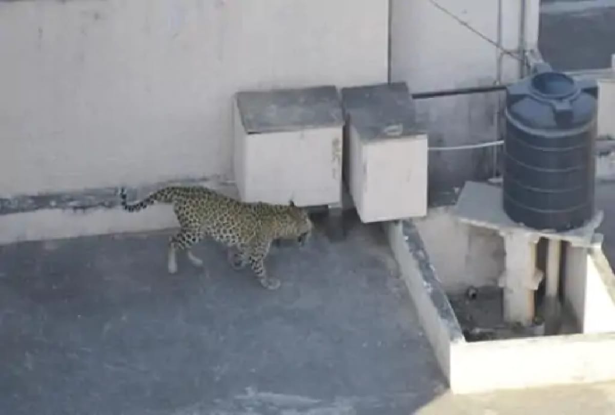 Leopard orgy in Malviya Nagar of Jaipur, creating ruckus on the roofs of houses for three hours