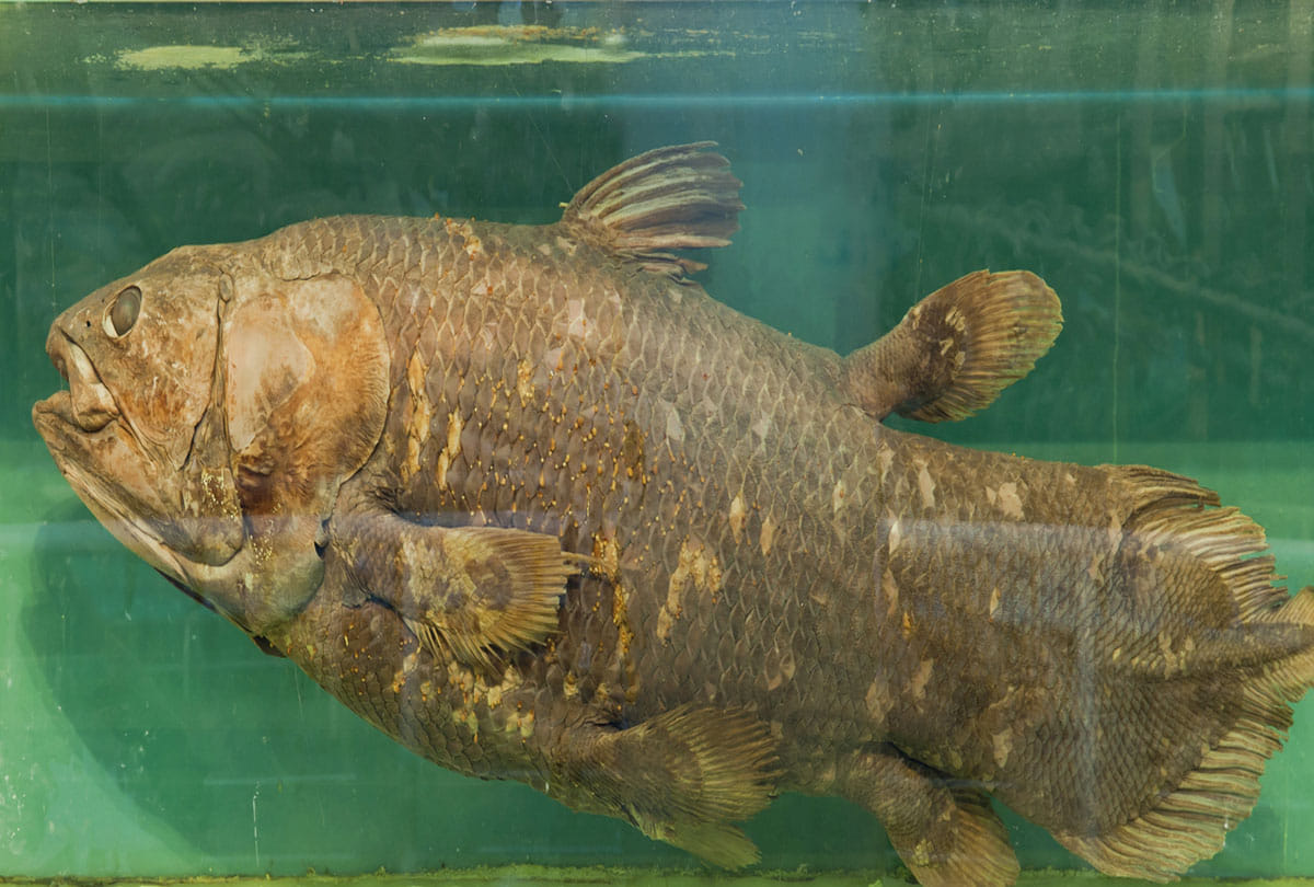 mysterious coelacanth fish can survive for 100 years know the mystery behind it