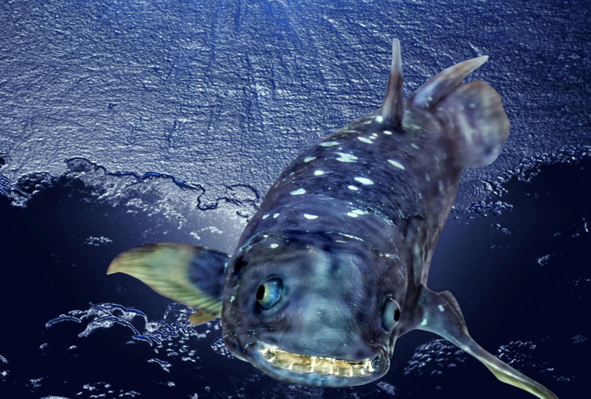 mysterious coelacanth fish can survive for 100 years know the mystery behind it