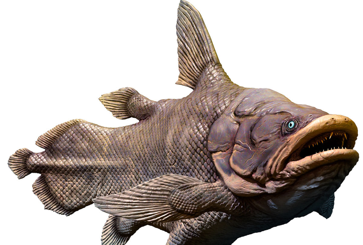 mysterious coelacanth fish can survive for 100 years know the mystery behind it