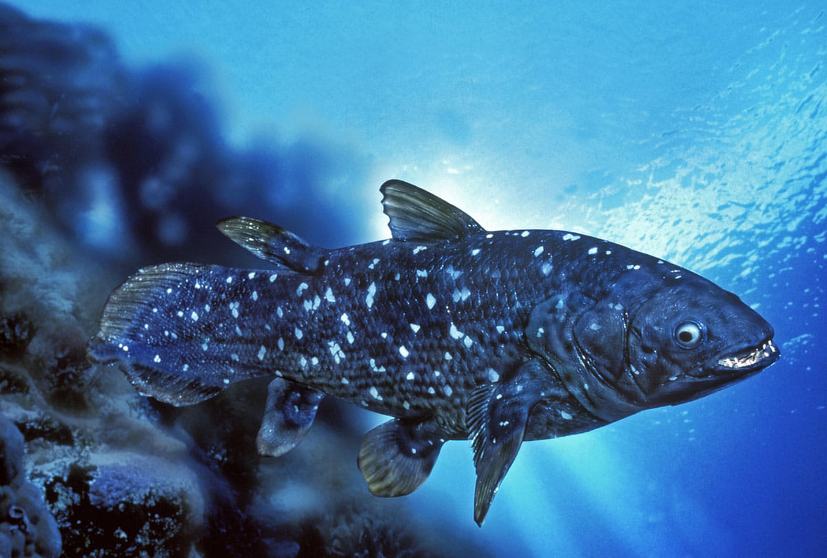 mysterious coelacanth fish can survive for 100 years know the mystery behind it