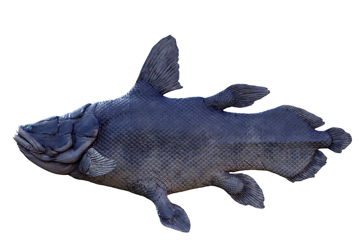mysterious coelacanth fish can survive for 100 years know the mystery behind it