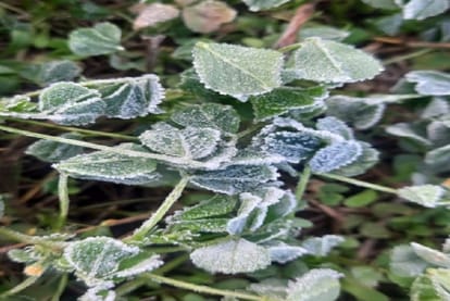 Madhya Pradesh Weather Updates: Winter season, 1.8 degrees in Gwalior and Naugaon, 8.3 degrees in Umaria in one night