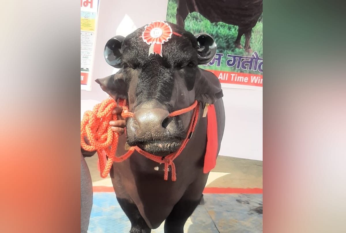 Rustom of 15 crores and Modi Bull of 10 crores reached the exhibition of Nauni University himachal