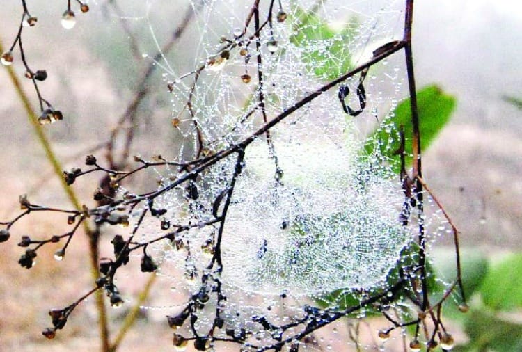 Cold Wave in Haryana: Temperature reached minus one degree Celsius in Rewari